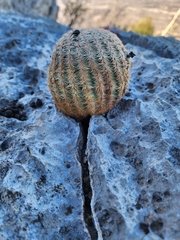Echinocereus pectinatus pectinatus