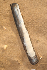Ensis siliqua