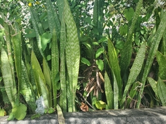 Sansevieria hyacinthoides