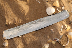Ensis siliqua