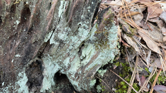 Lepraria finkii