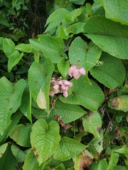 Antigonon leptopus