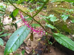 Phytolacca rivinoides