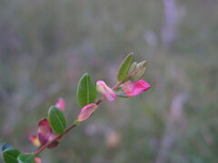 Exobasidium rostrupii