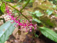 Phytolacca rivinoides