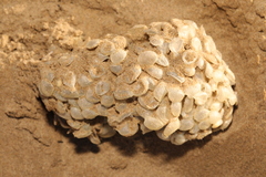 Buccinum undatum