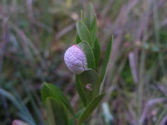 Exobasidium cassandrae