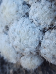 Mammillaria plumosa
