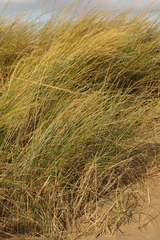 Elymus farctus