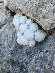 Mammillaria plumosa