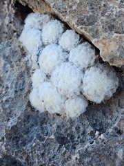 Mammillaria plumosa