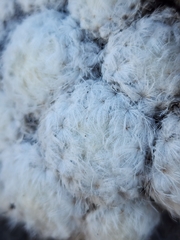 Mammillaria plumosa