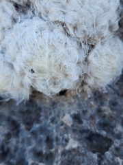 Mammillaria plumosa