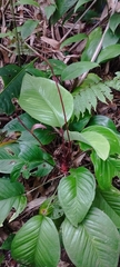 Anthurium marense