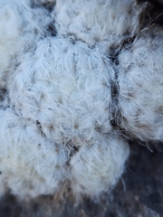 Mammillaria plumosa