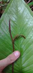 Anthurium marense