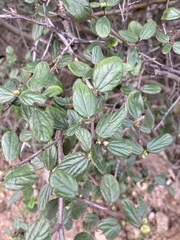 Ceanothus oliganthus
