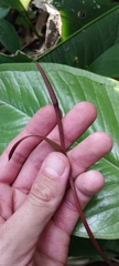 Anthurium marense