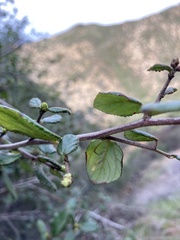 Ceanothus oliganthus