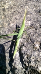 Acrida conica