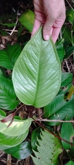 Anthurium marense