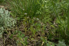 Valerianella locusta