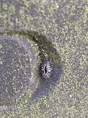 Exochomus quadripustulatus