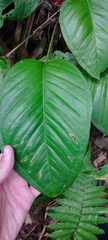 Anthurium marense