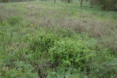 Marrubium peregrinum