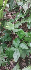 Anthurium marense