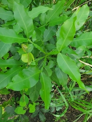 Magnoliopsida