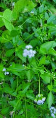 Ageratum maritimum