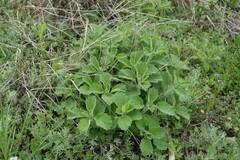 Marrubium peregrinum