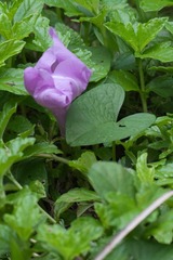 Ipomoea setifera