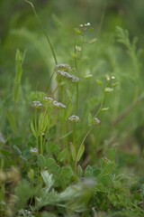 Valerianella locusta