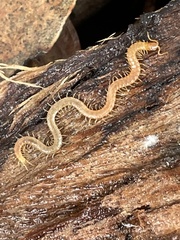 Schendylidae