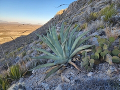 Agave asperrima