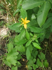 Magnoliopsida