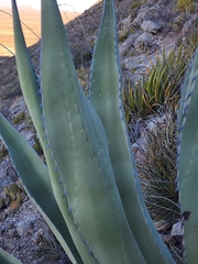 Agave asperrima