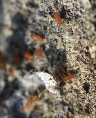 Smarididae