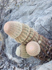 Echinocereus pectinatus pectinatus