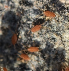 Smarididae