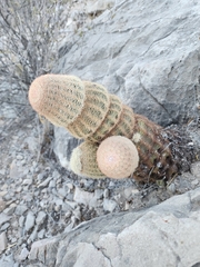 Echinocereus pectinatus pectinatus
