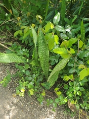Sansevieria hyacinthoides