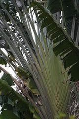 Ravenala madagascariensis