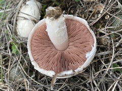 Agaricus