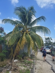 Cocos nucifera