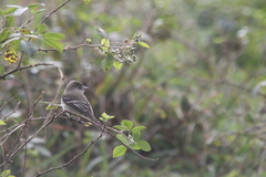 Empidonax hammondii