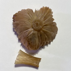 Marasmius albogriseus