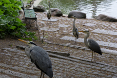 Ardea cinerea